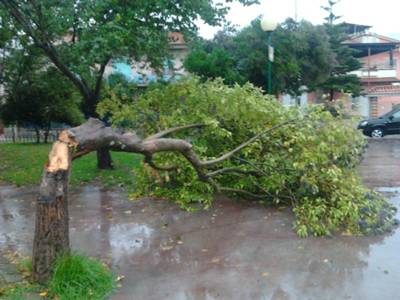 Calvi Risorta: Petrulo: maltempo, primi danni albero cade allinterno della villa comunale 